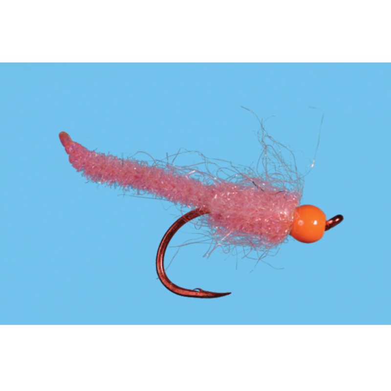 Solitude Egg Larva Fly