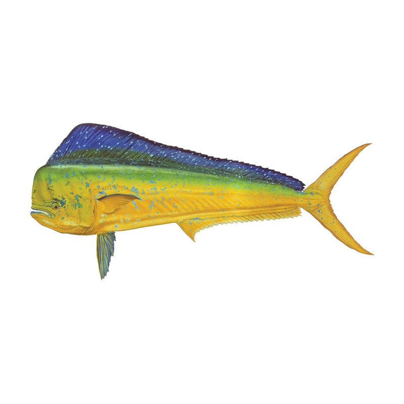 12″ Gamefish Boat & Truck Window Stickers