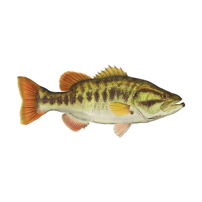 4″ Gamefish Boat & Truck Window Stickers